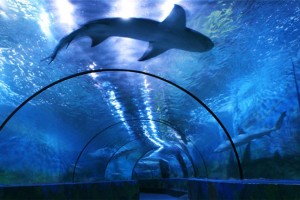 宁波海洋世界官方版游戏下载，宁波海洋世界安卓游戏下载