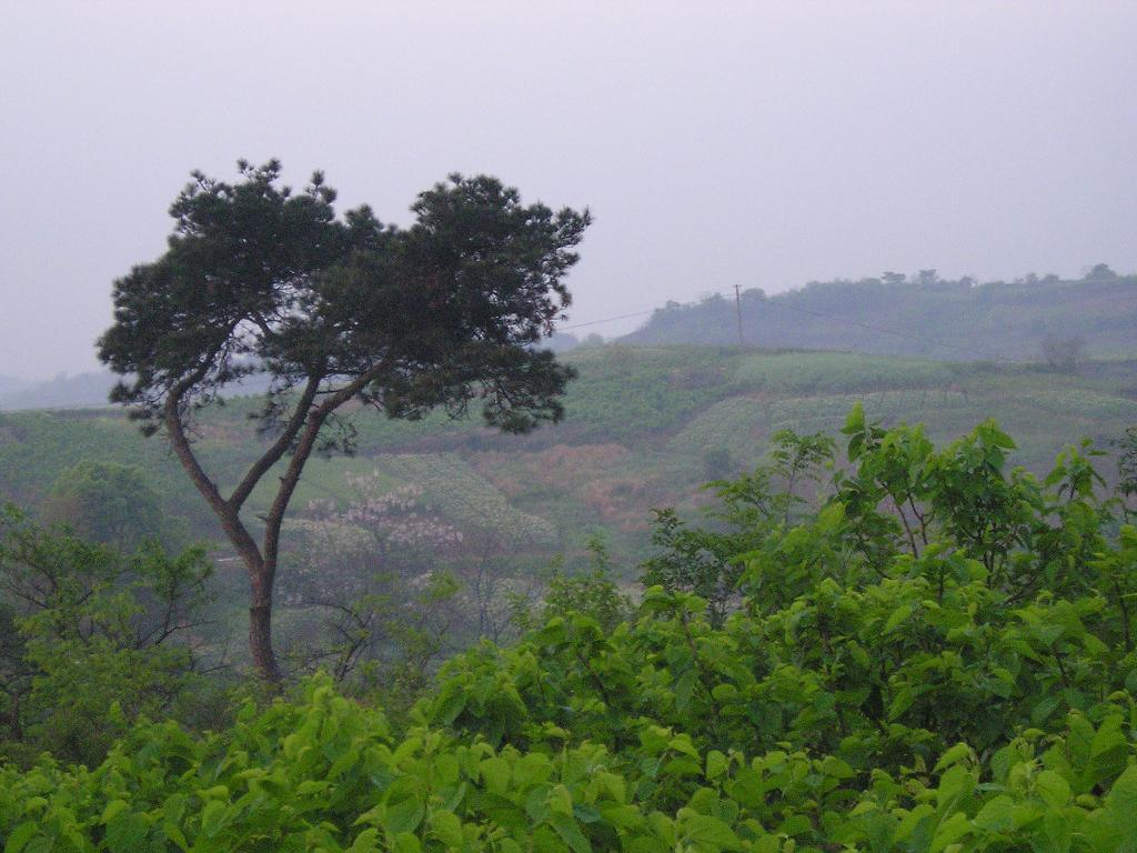 丛林法测手游怎么玩,丛林法则公测时间